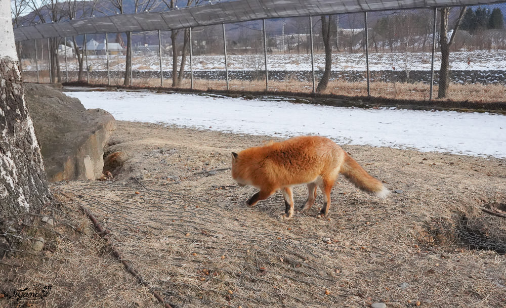 北海道狐狸牧場|北見景點：北見狐狸牧場&#038;北國大地水族館 @緹雅瑪 美食旅遊趣