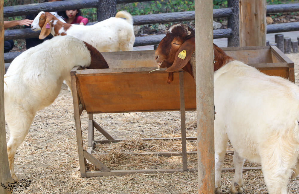 高雄動物園|壽山動物園：兒童牧場免費餵羊趣，高雄人氣親子景點 @緹雅瑪 美食旅遊趣