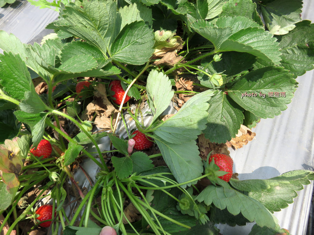 【高雄.阿蓮區】三本鮮莓園，安全蔬果認証草莓園 @緹雅瑪 美食旅遊趣