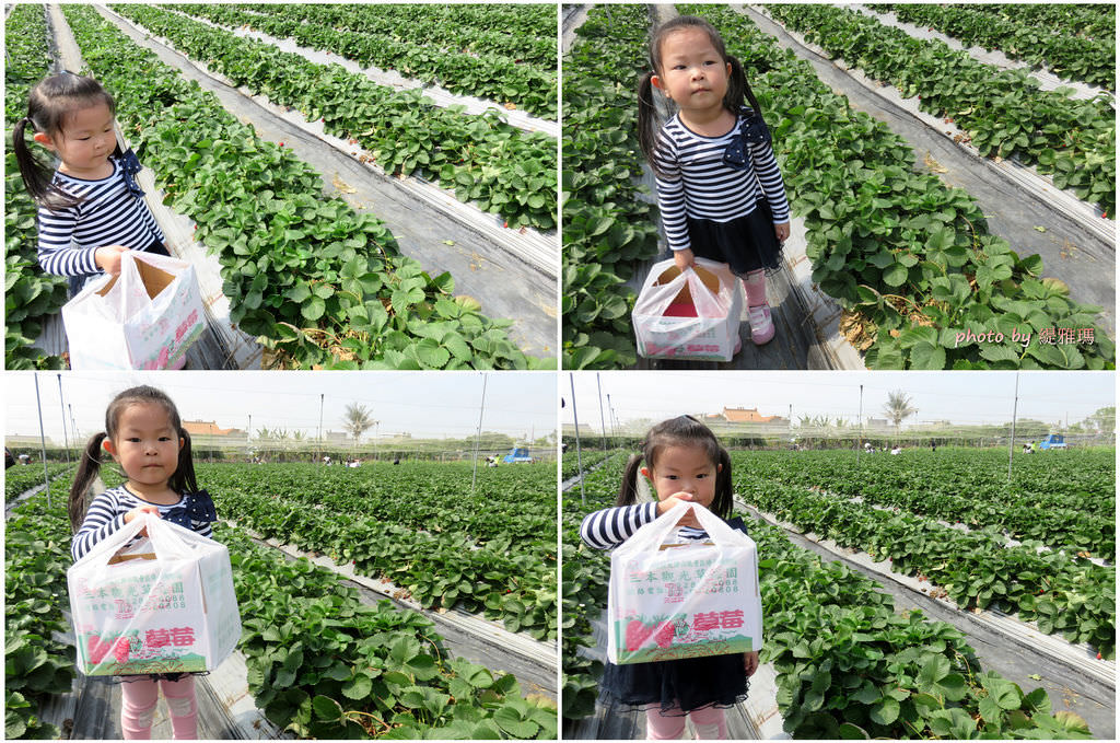 【高雄.阿蓮區】三本鮮莓園，安全蔬果認証草莓園 @緹雅瑪 美食旅遊趣